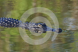 American Alligator in Florida Everglades USA