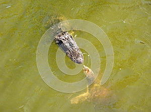 American Alligator and Florida Softshell Turtle nose-to-nose