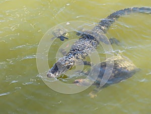 American Alligator, Florida Softshell Turtle and Red-eared Slider Turtle swimming together