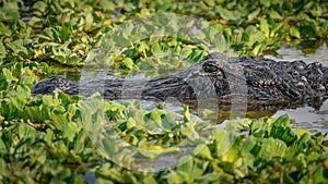 American Alligator in Florida Wetland