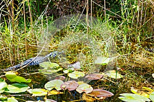 American Alligator in Florida Wetland. Everglades National Park in USA.