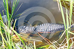 American Alligator in Florida Wetland. Everglades National Park in USA.