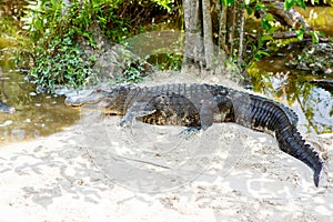 American Alligator in Florida Wetland. Everglades National Park in USA.