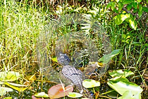 American Alligator in Florida Wetland. Everglades National Park in USA.