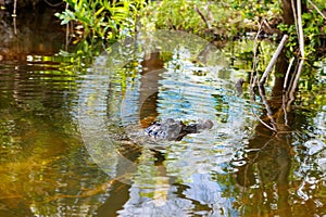 American Alligator in Florida Wetland. Everglades National Park in USA.