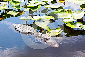 American Alligator in Florida Wetland. Everglades National Park in USA.