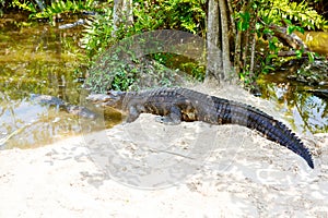 American Alligator in Florida Wetland. Everglades National Park in USA.