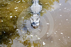 American Alligator in Florida Wetland. Everglades National Park in USA.