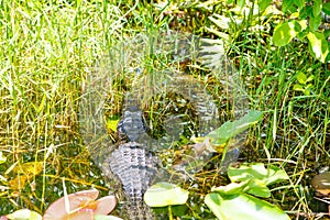 American Alligator in Florida Wetland. Everglades National Park in USA.