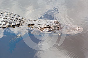 American Alligator in Florida Wetland. Everglades National Park in USA.