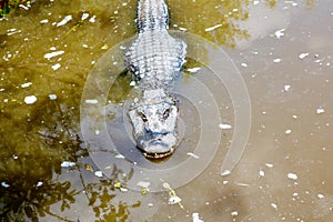 American Alligator in Florida Wetland. Everglades National Park in USA.