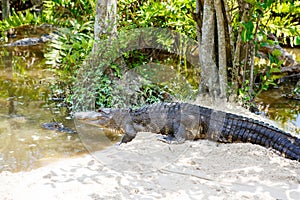 American Alligator in Florida Wetland. Everglades National Park in USA.