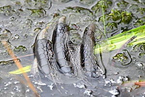 American Alligator foot, scales and claws in the Okefenokee Swamp
