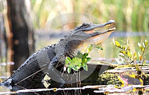 American Alligator gaping mouth in hot sun in Okefenokee Swamp