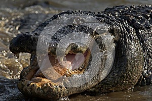 American Alligator at Gatorland; Orlando, Florida