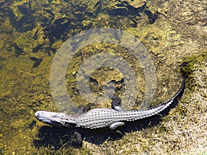 American Alligator
