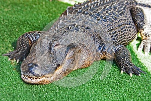 American Alligator On Grass