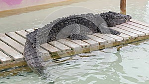 American alligator having a rest (Everglades, Florida, USA)