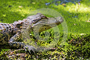 American Alligator Head