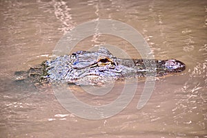 American alligator head in Florida