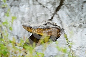 American alligator head out of water