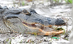 American Alligator head profile