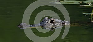 American alligator head with reflection in small Central Florida pond