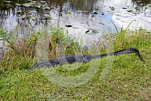 An American alligator hiding in grass and sleeping near a waterbody