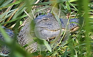 American Alligator hiding in marsh cattails, Phinizy Swamp Nature Park, Augusta, Georgia USA