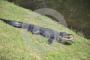 American alligator, Hilton Head Island