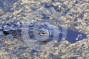 American Alligator Hooked and Trailing Fishing Line