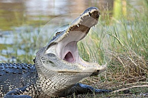 American Alligator II