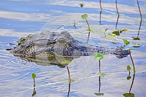 American Alligator Head Submerged In A Swamp photo