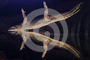 American Alligator with its reflection in the water - surreal environment with a purple hue