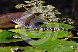 American Alligator (juvenile)