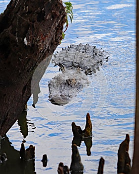 American Alligator in lake