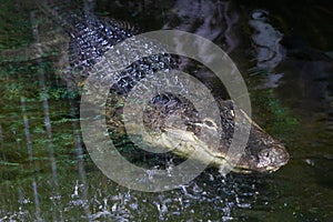 The American alligator , a large crocodilian reptile