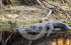 American Alligator laying on bank of Suwannee River in Okefenokee Swamp