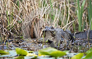 American Alligator laying on lily pads in the Okefenokee Swamp, Georgia