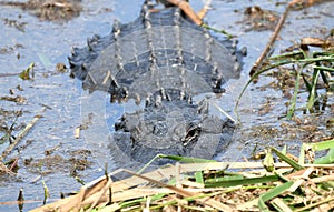 American Alligator laying in the water at Phinizy Swamp Nature Park, Augusta, Georgia
