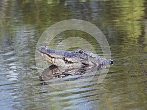 American alligator looking out of water