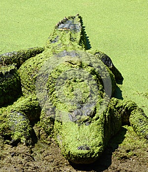 American Alligator lurking 13