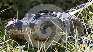 American alligator lurking