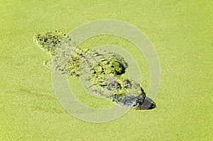 American Alligator lurking 5