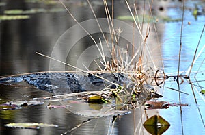 American Alligator lurking in the swamp water at the Big Water shelter in the Okefenokee Swamp