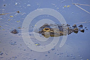 An American Alligator Lurking In The Water