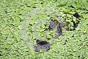 American Alligator lurks just below the surface