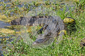 An American alligator lying on the grass next to the water.