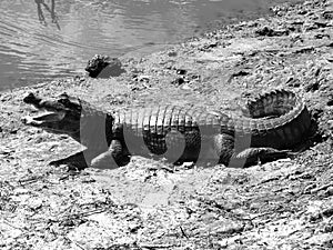 American alligator lying at river, South America