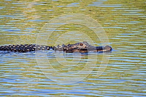 American Alligator (mississippiensis)